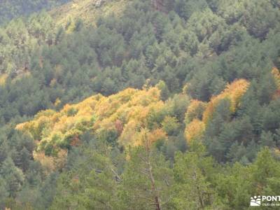 Hayedo de La Pedrosa-Riaza-Sierra Ayllón; excursion ruta del cares sierras de la comunidad de madrid